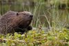 Beavers to be relocated to three new sites in Scotland