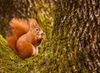 red squirrel