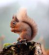 red squirrel