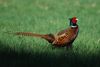 Millions of gamebirds imported during record bird flu outbreak