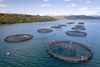 Aerial view of circular salmon farm pens floating in a Scottish sea loch, with wooded hills and distant mountains under a blue sky.