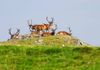 A group of red deer stags with large antlers resting and standing on a rocky grassy hill, against a clear sky.