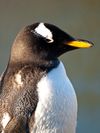 Claim Edinburgh Zoo employs penguin erector after planes fly over is FFS