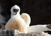 The Guga Hunt: Why a centuries-old Hebridean tradition is facing renewed scrutiny