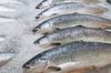 Salmon farms broke the law by letting fish suffer, say government regulators