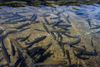 Highland trout firm accused of animal welfare abuses