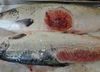 Horror photos of farmed salmon spark legal threat