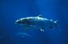 New salmon farmers scheme condemned as “greenwashing opportunity”