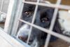 Close-up of a black dog looking through the metal bars of a kennel, with tear-like discharge visible beneath its eyes.
