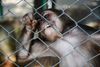 More than one million animal experiments in Scotland since 2021