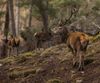Deer are damaging hundreds of protected areas across Scotland. Experts can't agree how to stop them