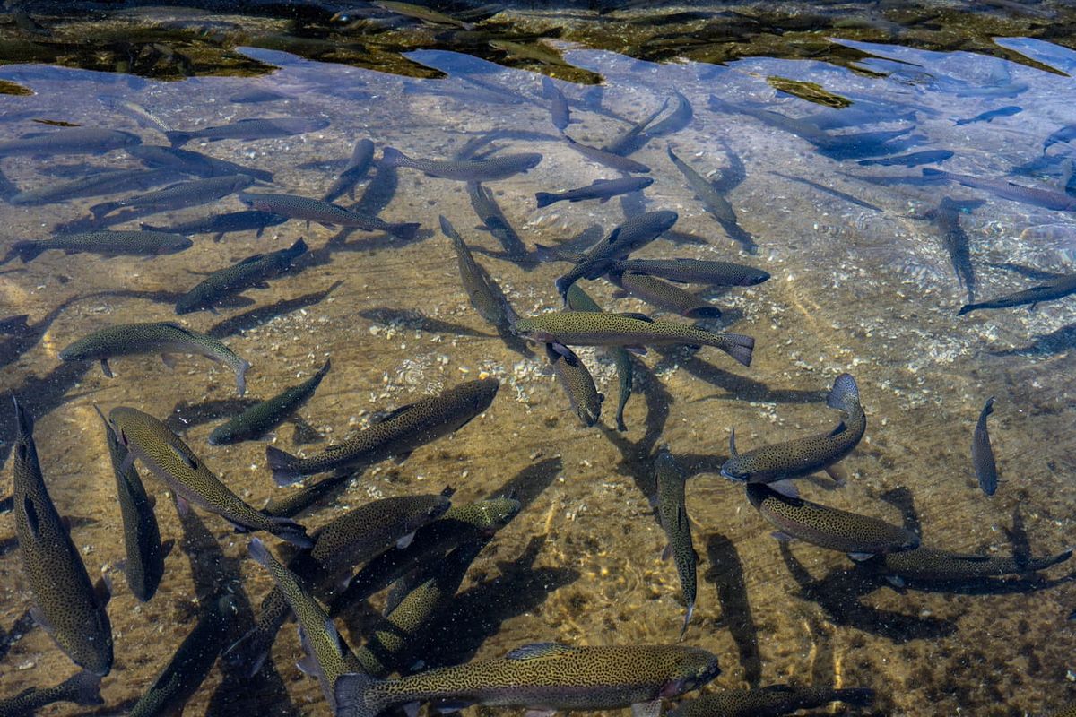 Highland trout firm accused of animal welfare abuses