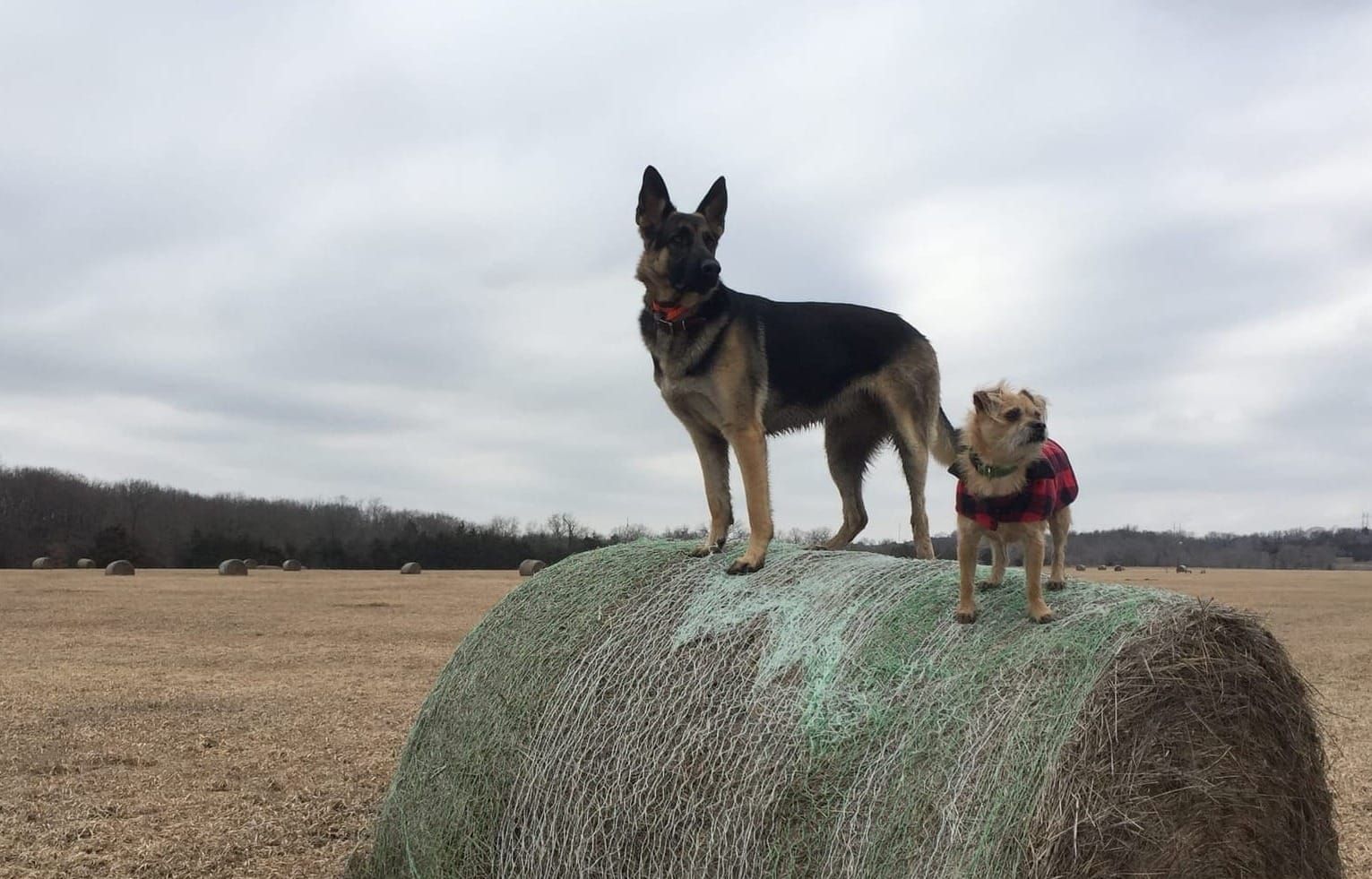Best Dog Parks in Kansas City & Lawrence: Where to Take Your Pup