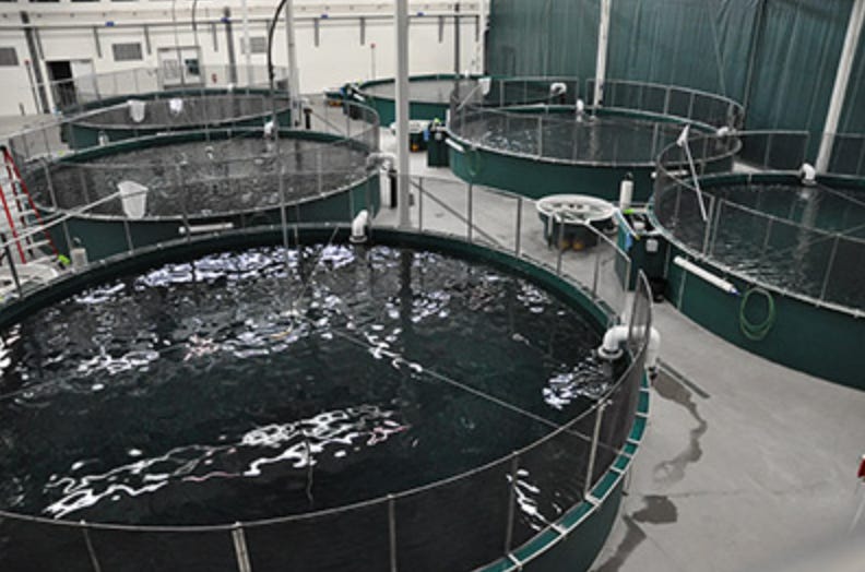 Fish Hatcheries Long Seen As A Last