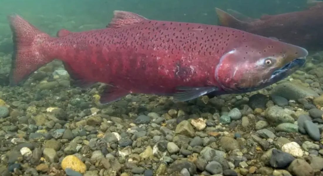 Biden administration advances conservation group's bid to list Gulf of  Alaska king salmon as endangered or threatened