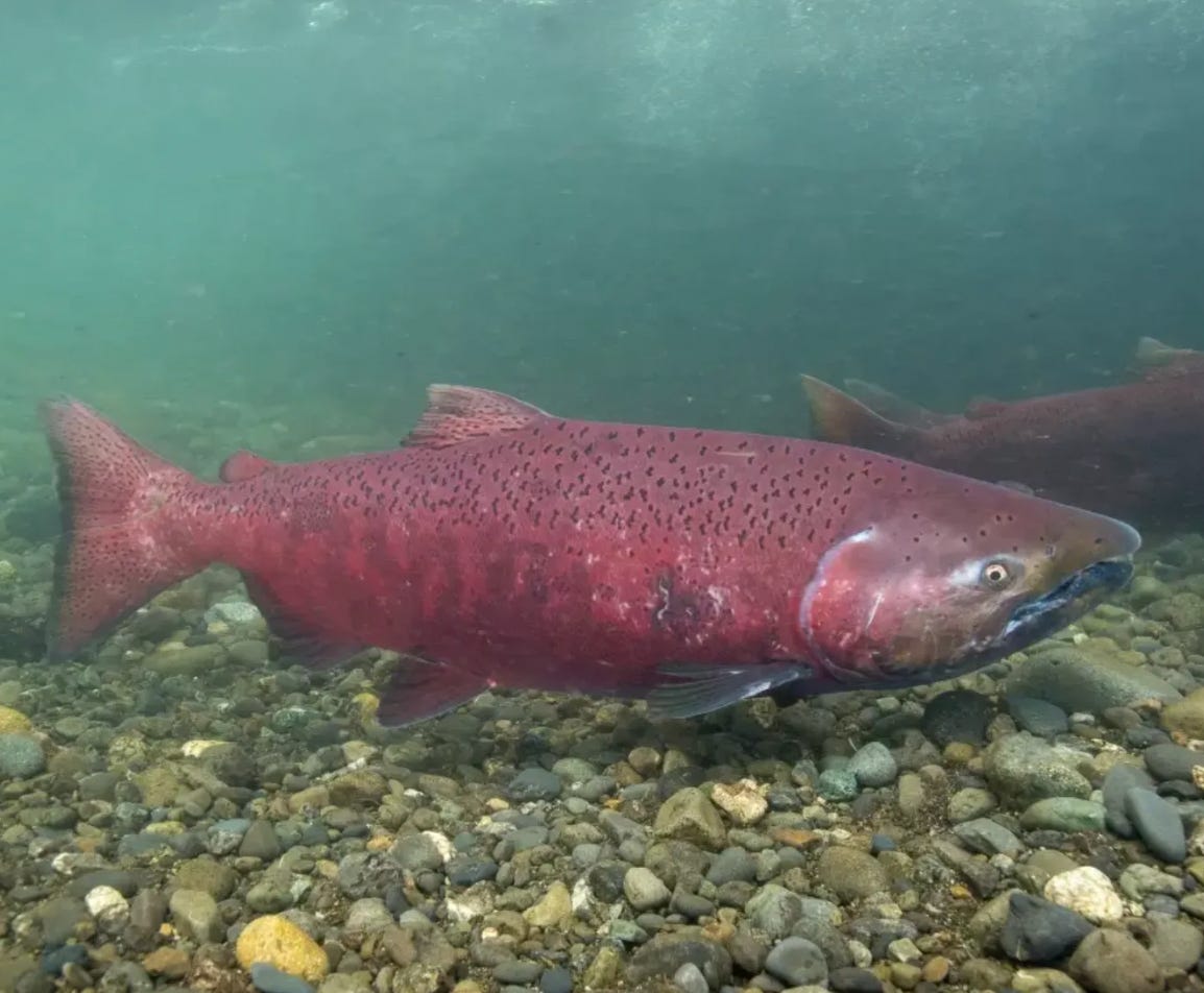 A Conservation Groups Lawsuit Already