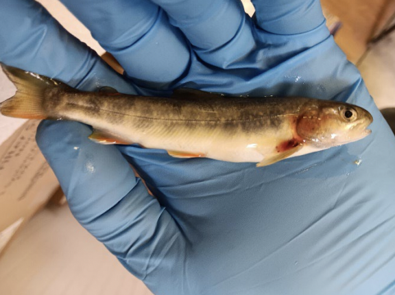 Dozens Of Fish Died Near A Southeast Alaska Gold Mine Two Months Later State Regulators Havent Determined What Killed Them
