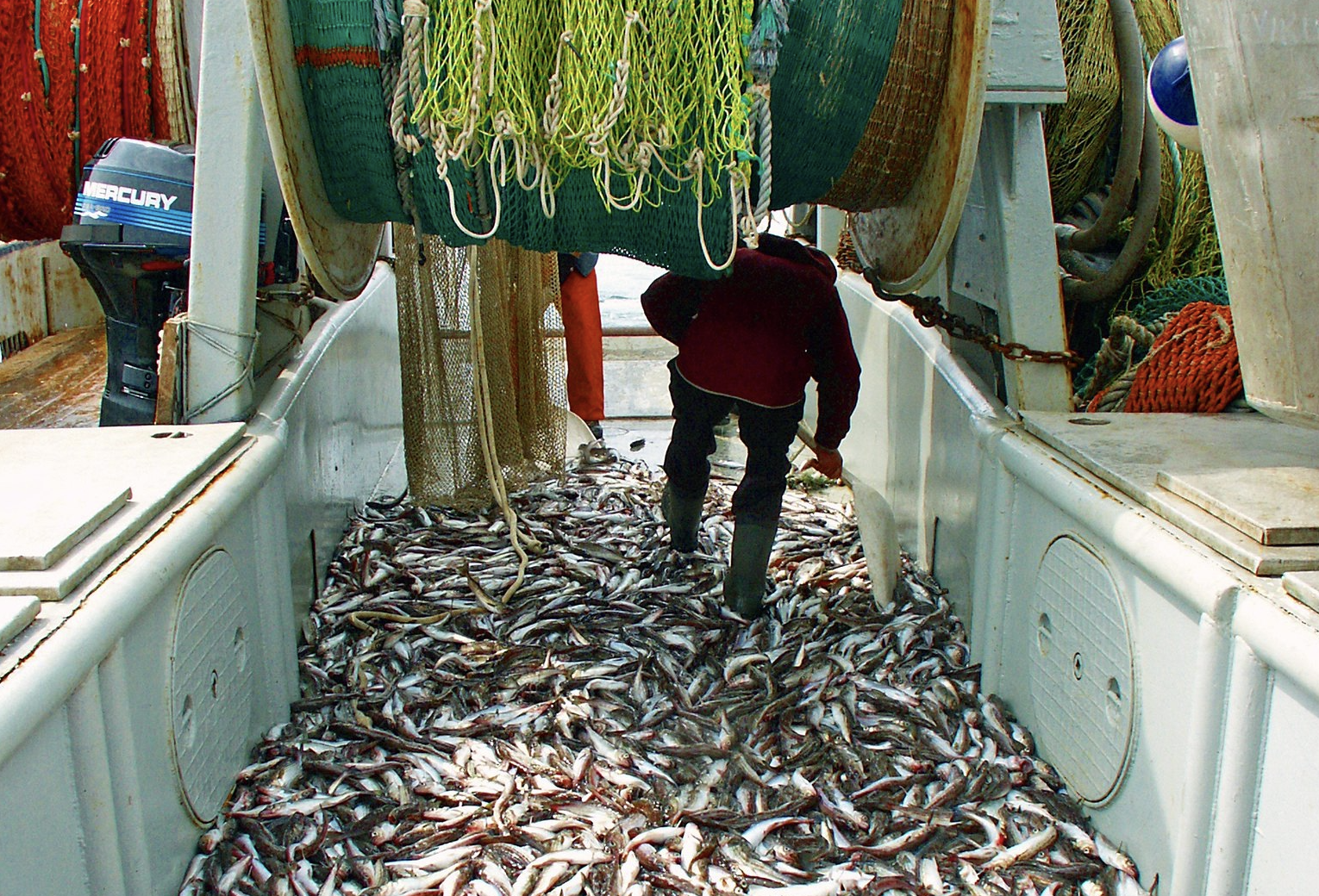 Big Fight Looms At Board Of Fish Meeting Over Prince William Sound Trawl Bycatch