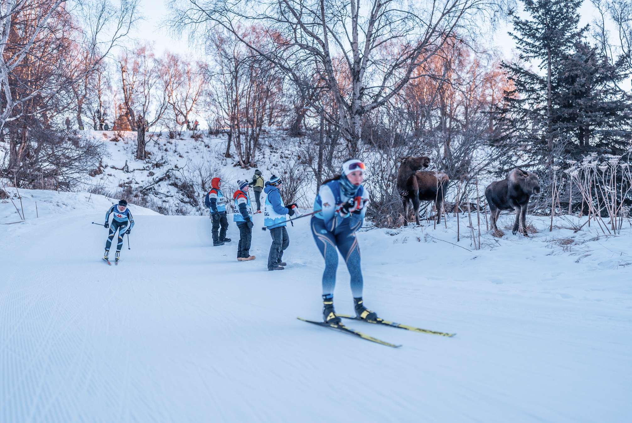 A National Championship Ski Race Was Set For Kincaid Park Then The Moose Showed Up