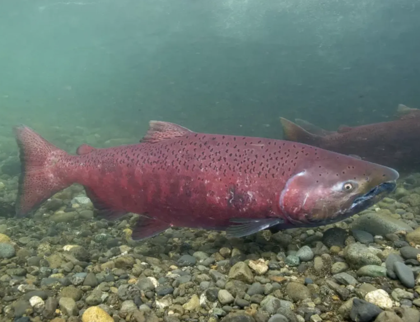Conservation Groups Lawsuit Seeks To Speed Listing Of Alaska King Salmon Under Endangered Species Act