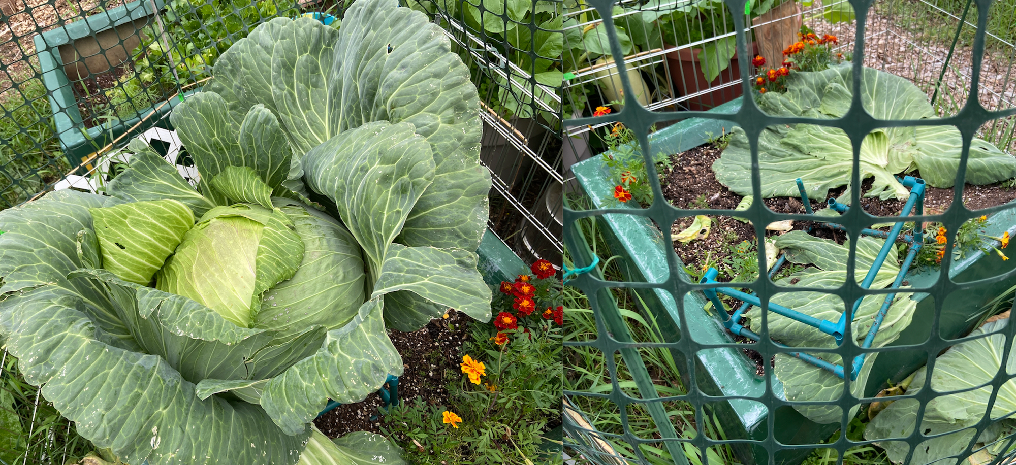 A Cabbage Named Clyde Aspired For Alaska State Fair Greatness Then It