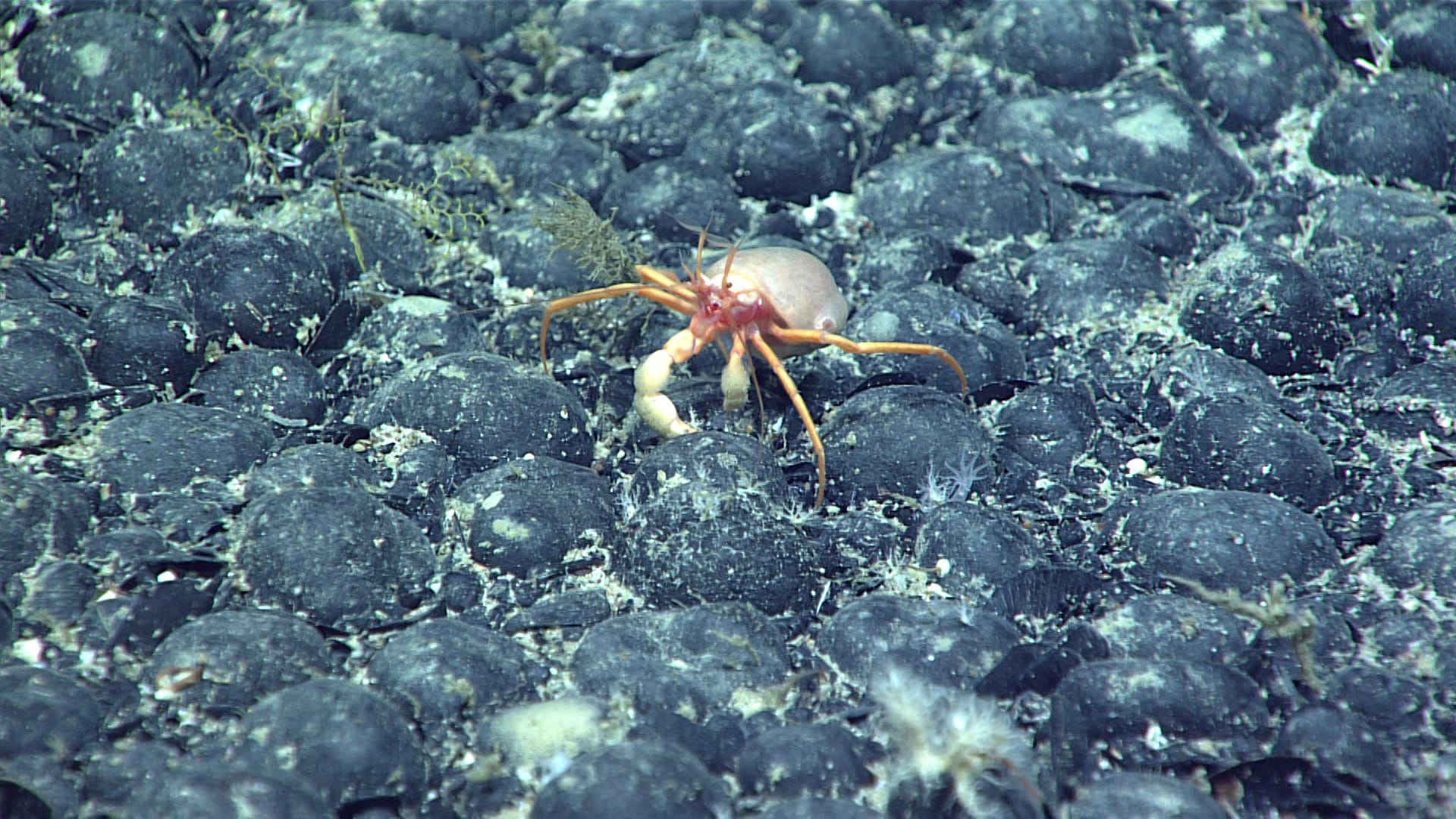 First He Scoured The Pacific For Amelia Earharts Missing Plane Now He Wants To Search Alaskas Seafloor For Minerals