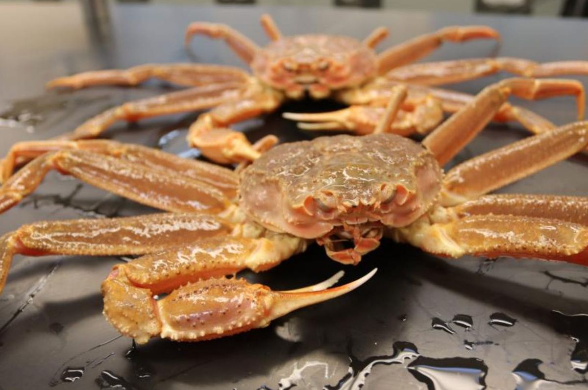 Warming waters, not bycatch, are driving Bering Sea salmon and crab crashes. But Alaska’s fishing industry is barely talking about it.