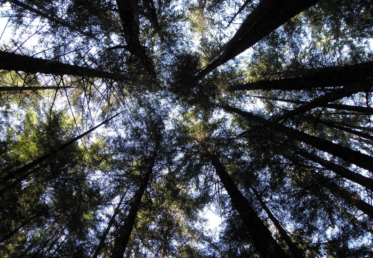 Alaska Native corporations take fight over carbon credits revenue to court