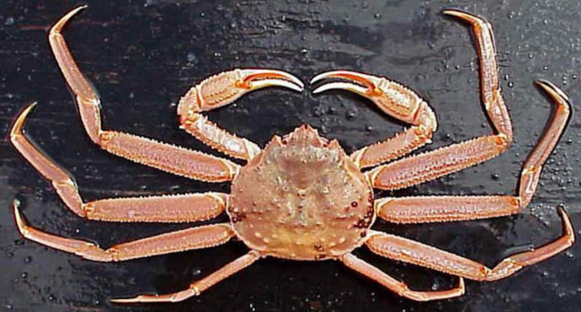 Inside Kodiak's crab standoff