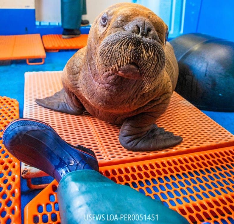 The great Alaska walrus caper of 2023