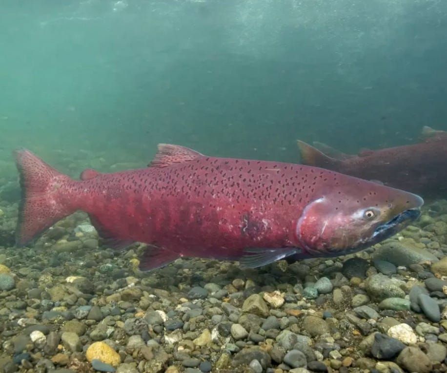 Washington conservation group proposes listing Alaska king salmon under Endangered Species Act