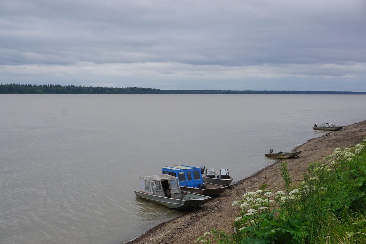 After historic crash, Yukon River’s iconic king salmon run shows early signs of rebound