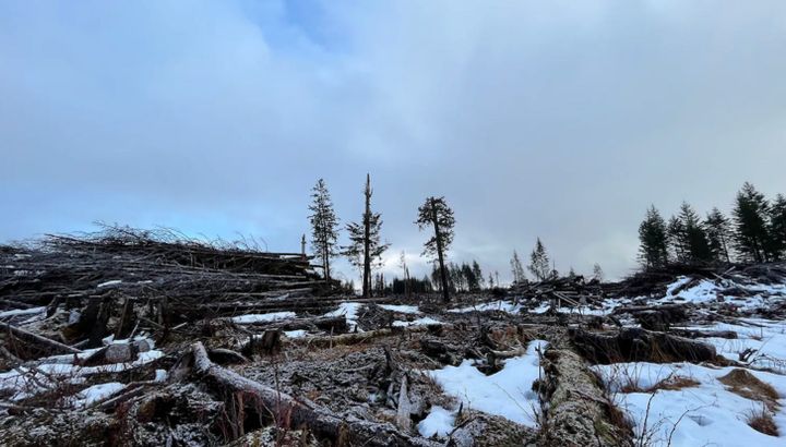 Dissident shareholders ousted the pro-logging board of Yakutat's Indigenous village corporation. Here's what comes next.
