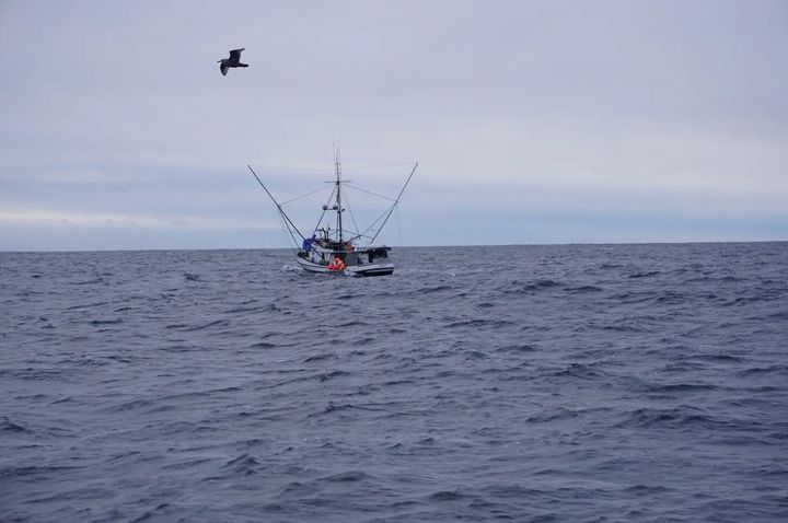 To protect orcas, federal judge orders closure of iconic Southeast Alaska troll fishery