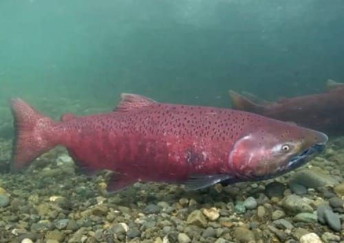 Biden administration advances conservation group's bid to list Gulf of Alaska king salmon as endangered or threatened