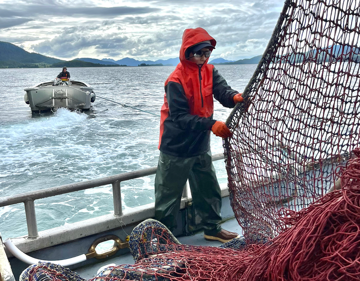 “Huge disaster”: Historically weak pink salmon runs strain Alaska’s seine fishermen