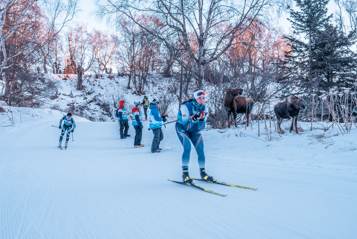 A national championship ski race was set for Kincaid Park. Then the moose showed up.