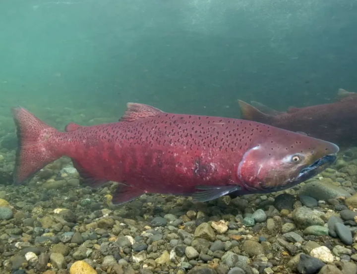 Conservation group's lawsuit seeks to speed listing of Alaska king salmon under Endangered Species Act