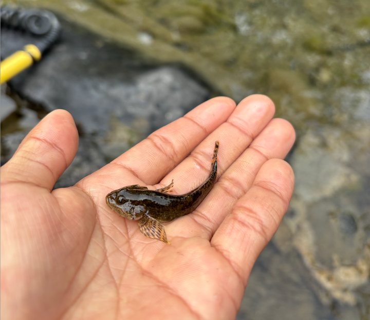 The secret life of sculpin — a tiny fish that helps scientists monitor mines