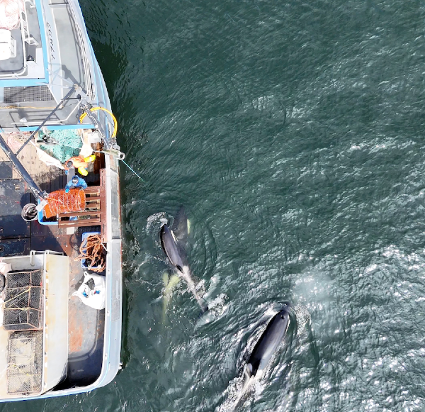 In Alaska, fishing skippers and hungry orcas vie for halibut pulled from the deep