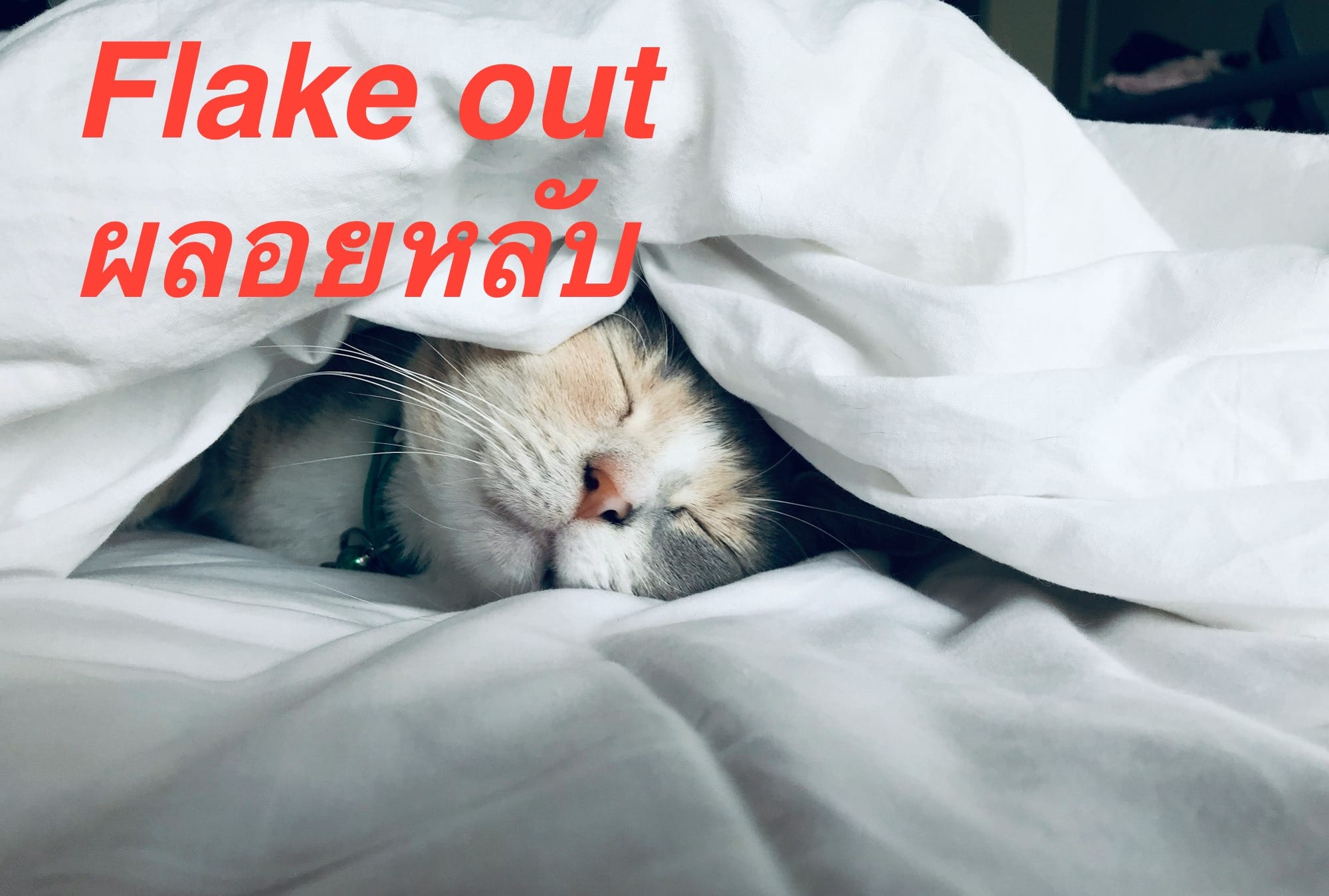white cat sleeps under white comforter