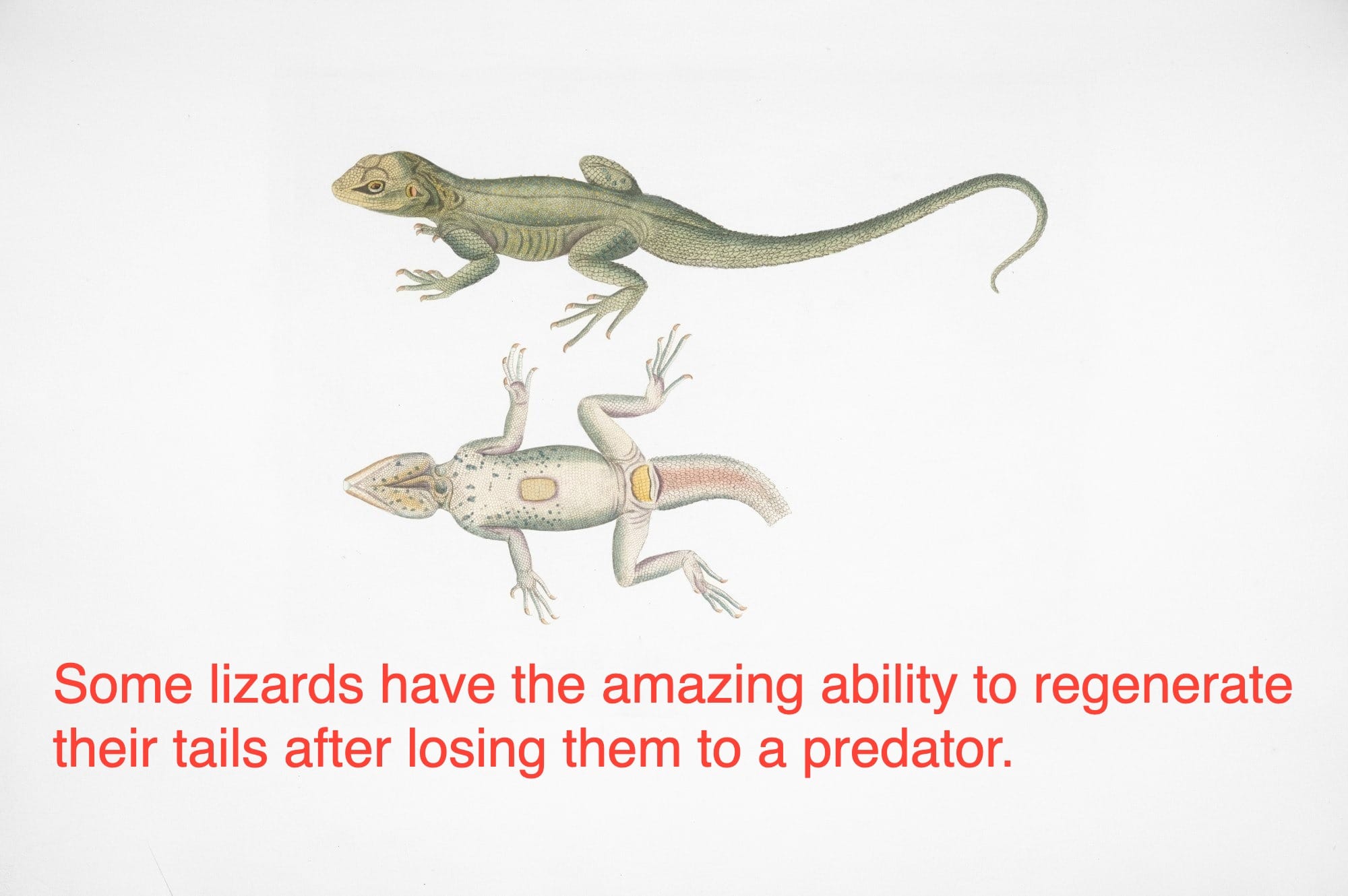 Two views of a green lizard on white background