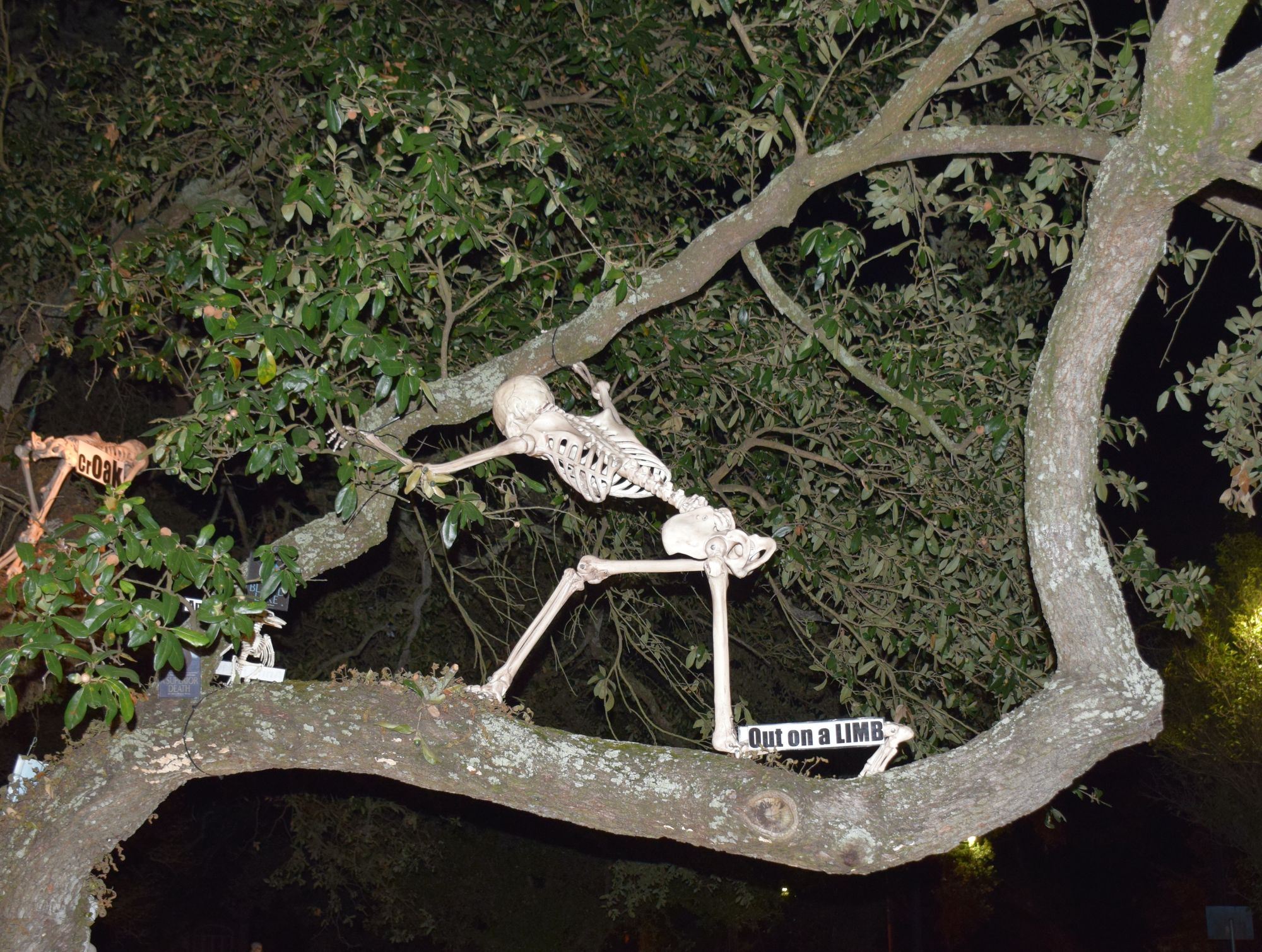 Sick Pilgrim: Out on a Limb