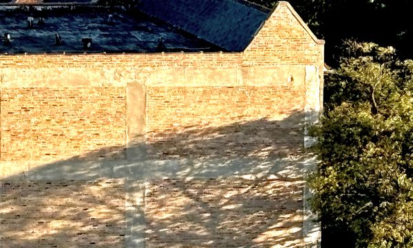 Shadow of tree on building wall