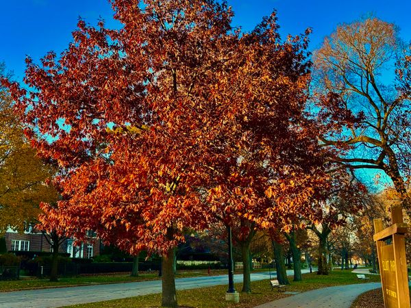 Fall foliage. Red leaves on a tree on walking path.