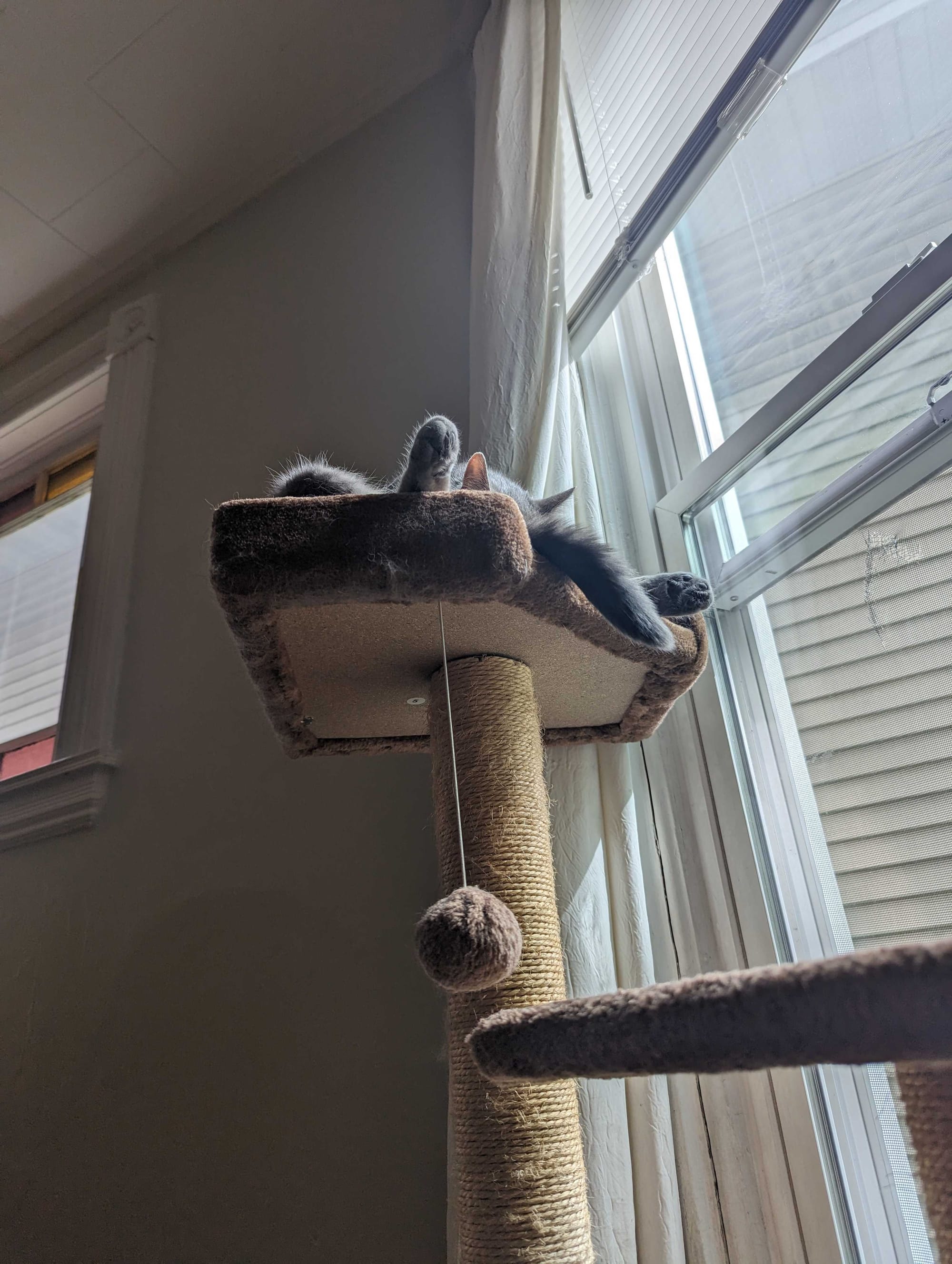 A cat sitting in a cat tree grooming herself.
