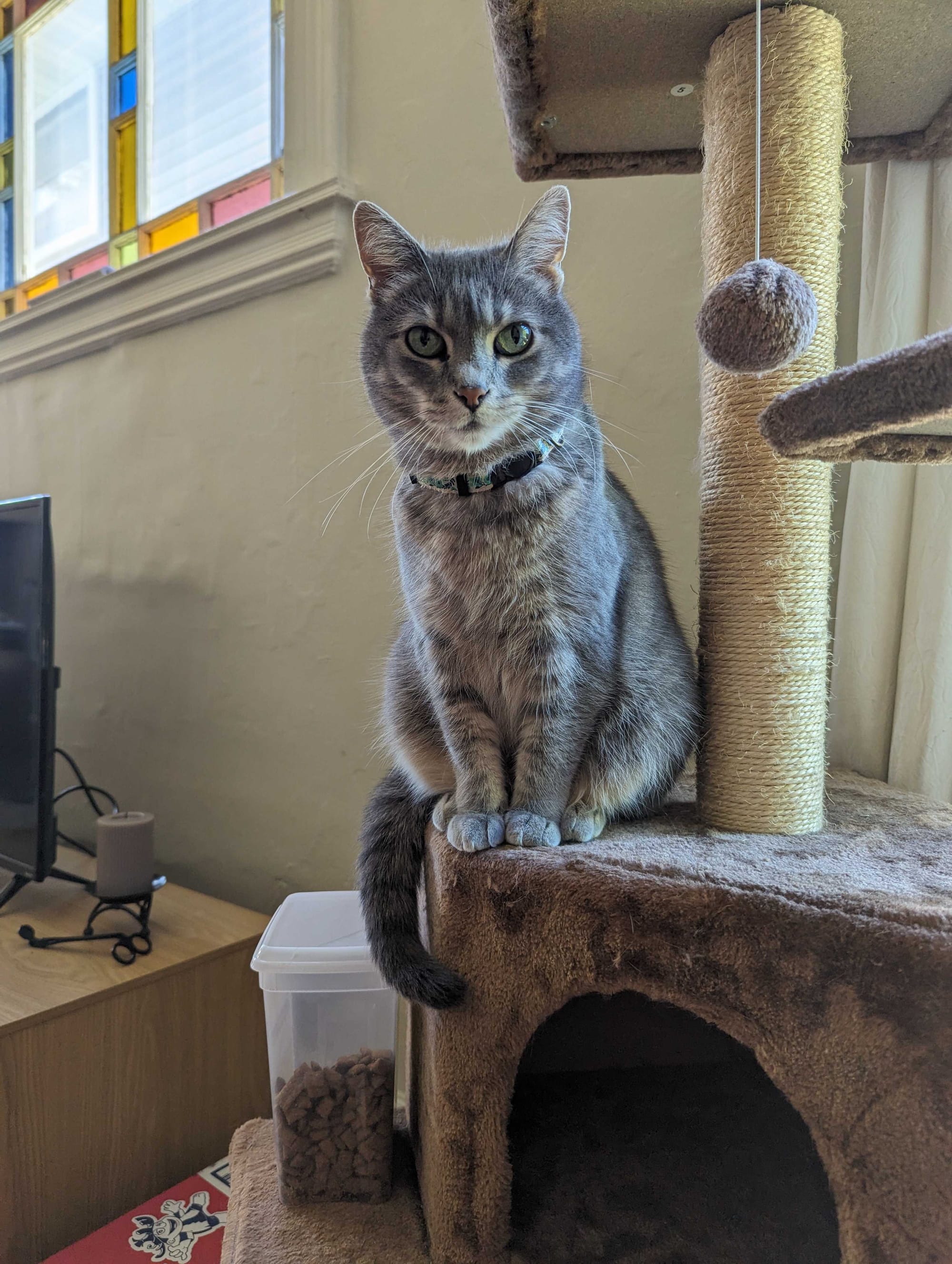 A gray cat sitting on a cat tree.