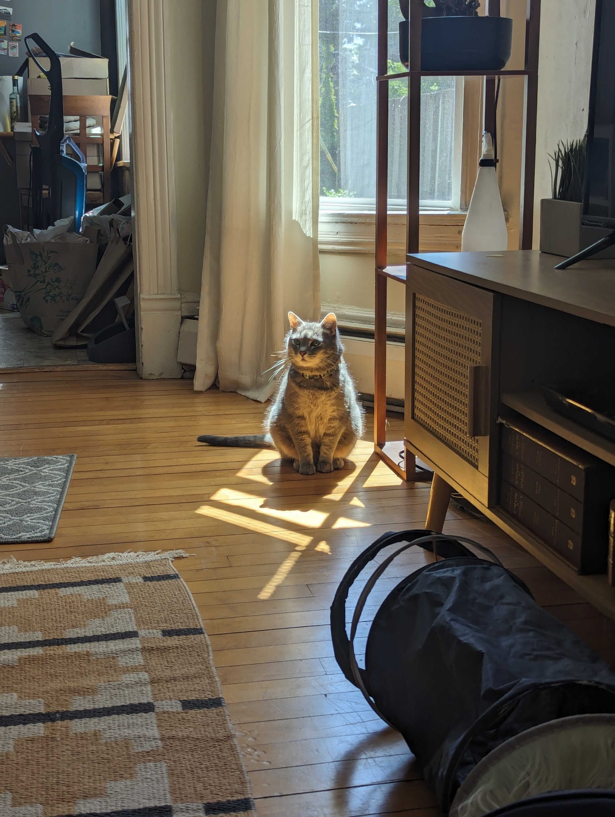 A gray cat lit from behind by the sun.