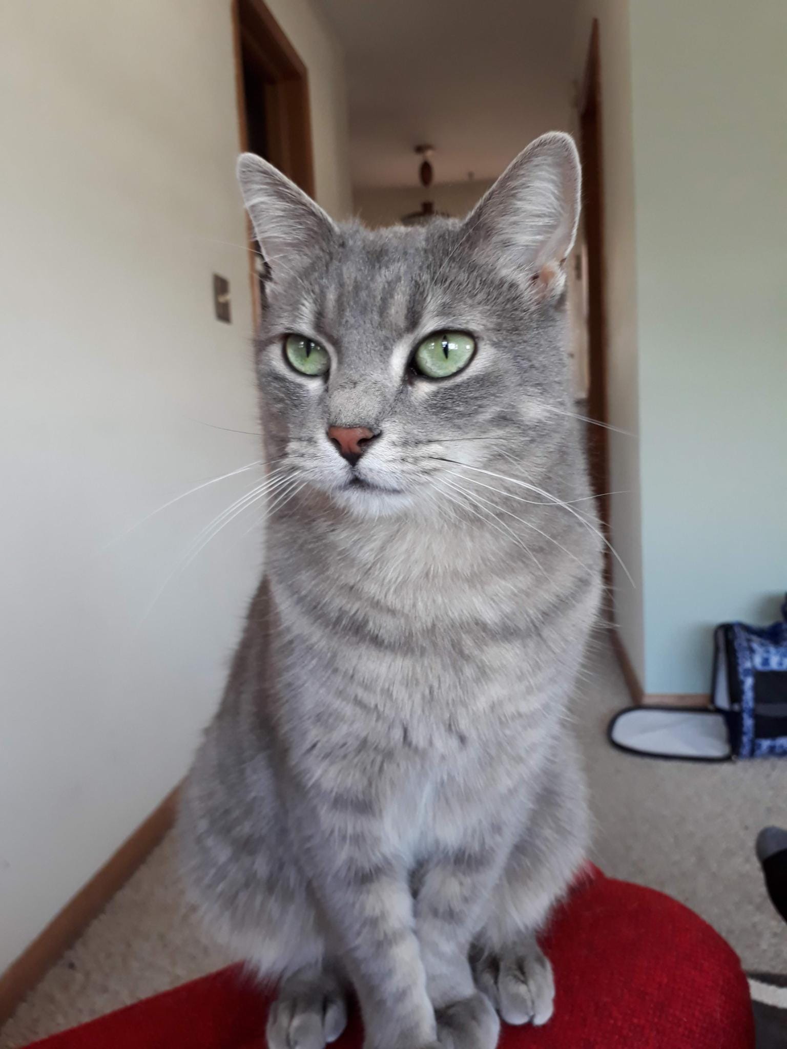 A small gray cat sitting on the armrest of a red easy chair.