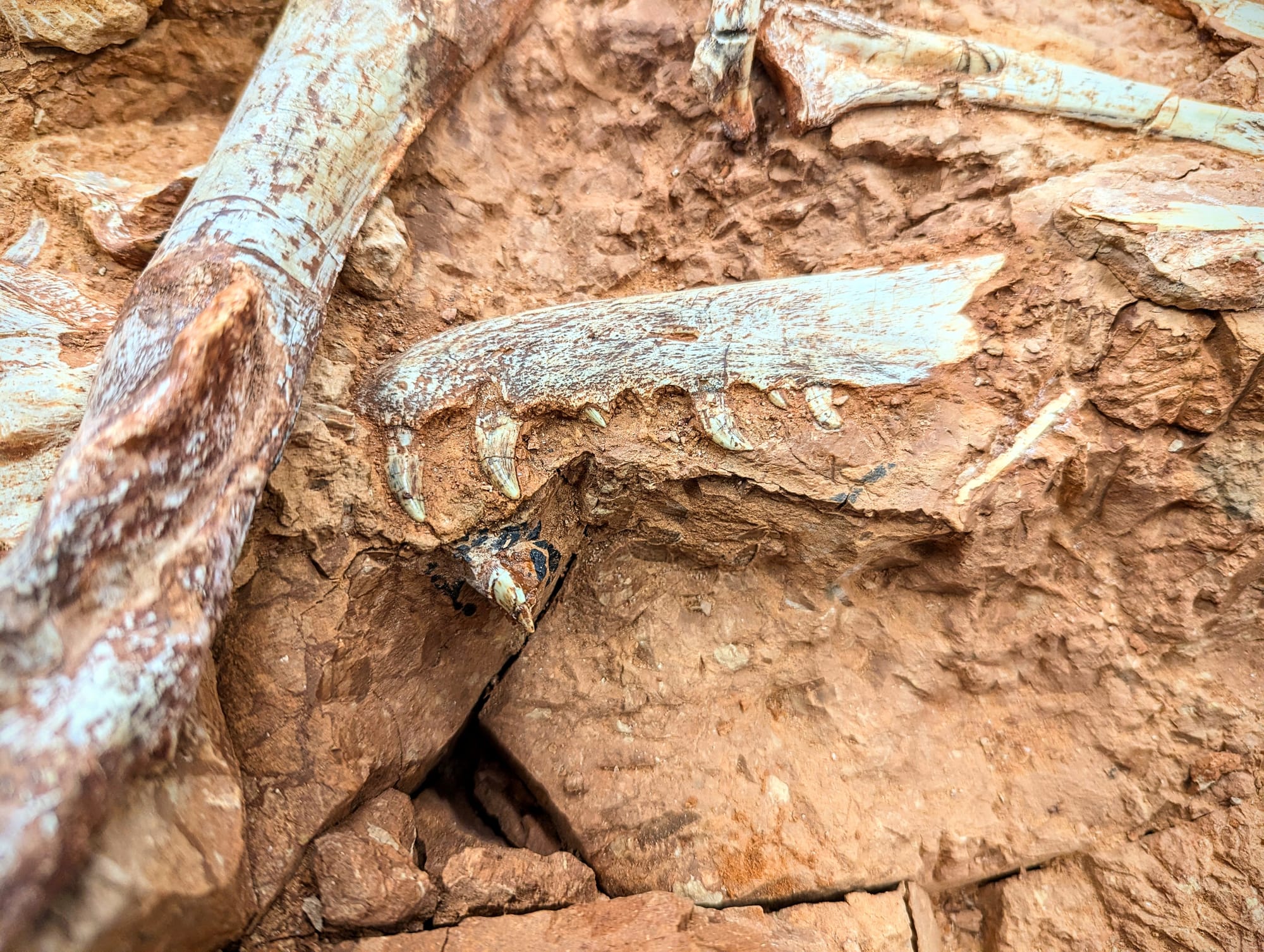 White fossilized bones embedded in rock. Among them is a jawbone with teeth.